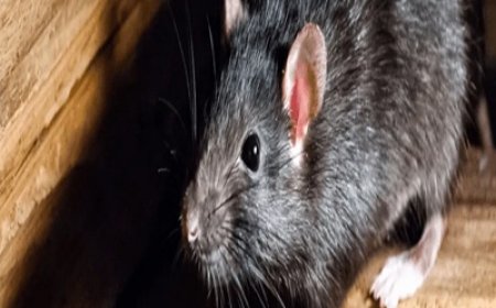 What Attracts Rats to Your Property & How to Prevent It
