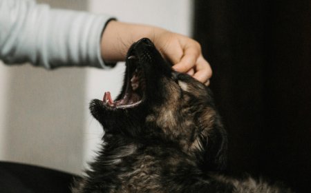 Tips for Introducing a New Pet to Your Household