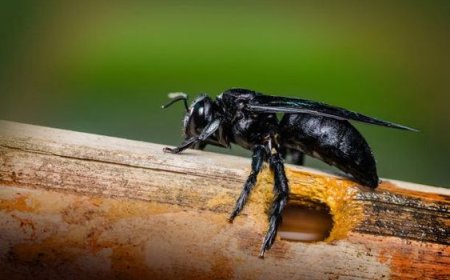 Melbourne’s Peak Bee Season: When and Why Infestations Happen