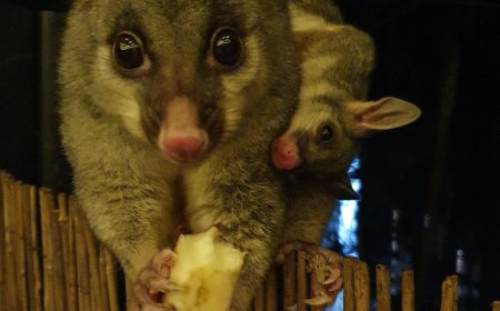 Say Goodbye to Unwanted Guests: Expert Tips for Rodent and Possum Control in Melbourne