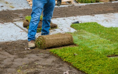 Can You Install Sod During a Drought?
