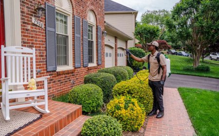 Termite-Treatment-Toronto: Effective Solutions to Protect Your Home Investment