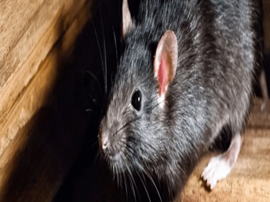 What Attracts Rats to Your Property & How to Prevent It