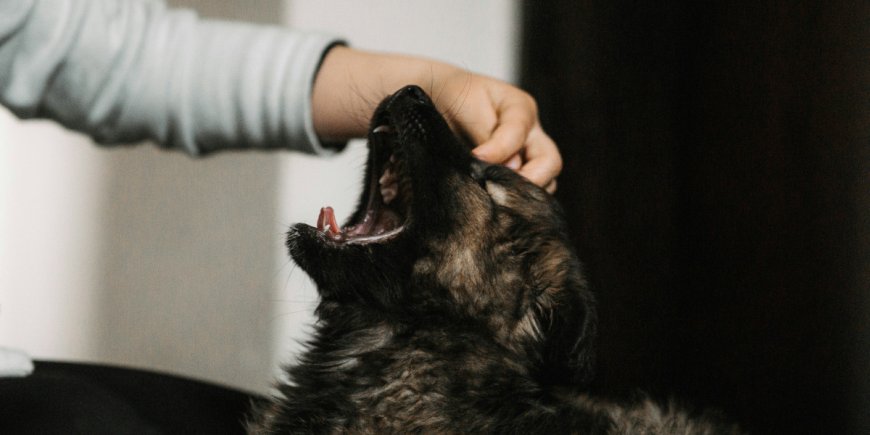 Tips for Introducing a New Pet to Your Household