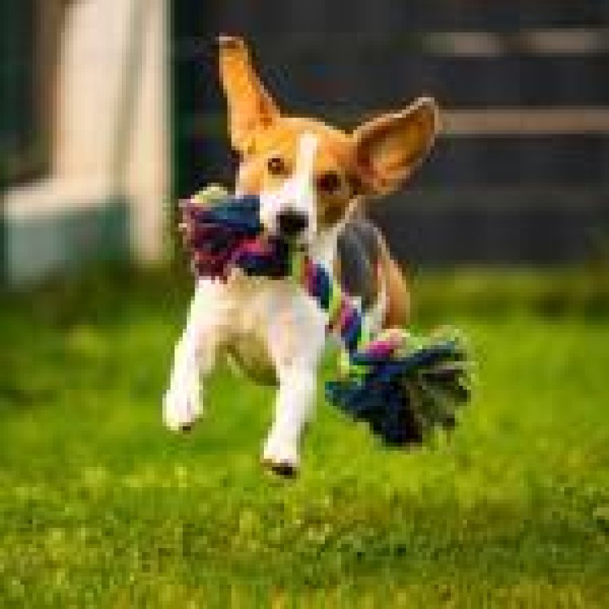 How to Keep Your Home Clean and Green with Eco-Friendly Pet Cleaning Products