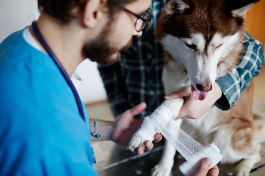Pet Respiratory Emergencies: How to Recognize and Respond Quickly