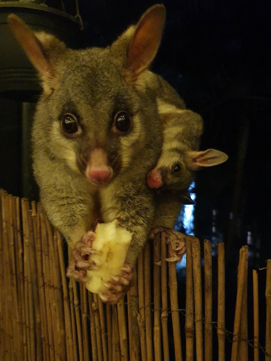 Say Goodbye to Unwanted Guests: Expert Tips for Rodent and Possum Control in Melbourne