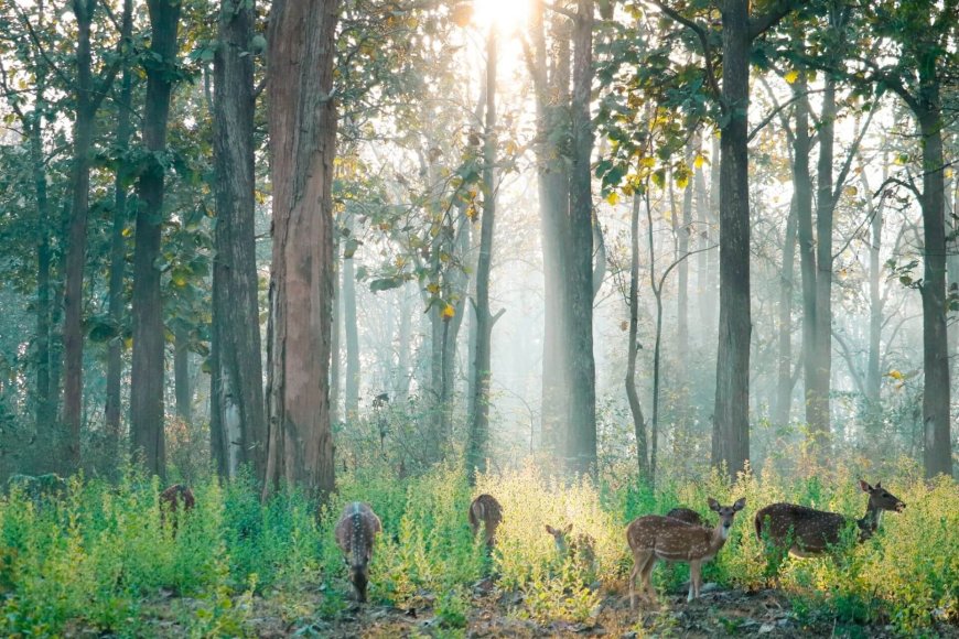 Mysore Zoo Ticket Price: A Complete Guide for Visitors