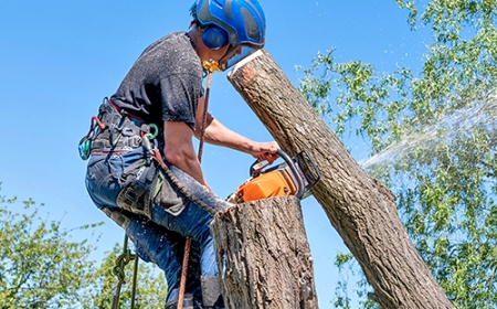 Tree Trimming Services La Marque, TX