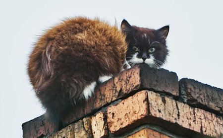 Why Chimney Animal Removal Is a Must for Hamilton Homes