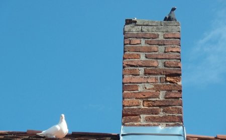 Why Chimney Animal Removal Is Crucial for Cape Coral Homes