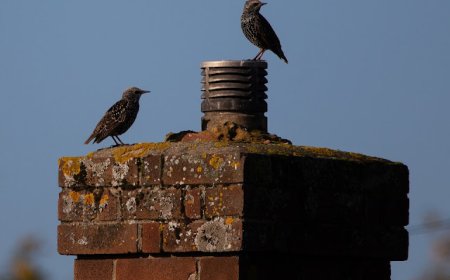 Why Timely Chimney Animal Removal Protects Silverdale Families