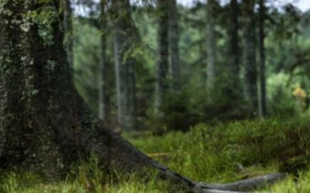 Becoming a Lord or Lady: Join the League of Lords and Ladies