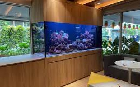 Everything To Know About Marine Fish Tanks, Personal Aquariums