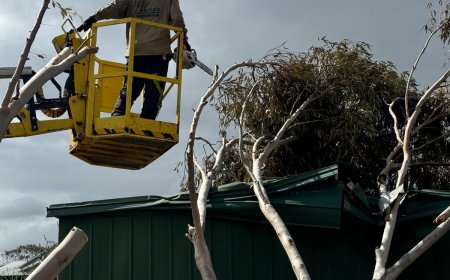 Emergency Tree Removal Services: What to Expect from Benj Geerling’s Team