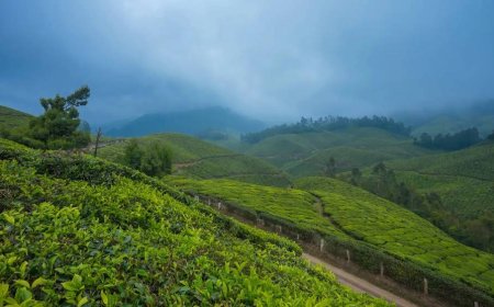 Munnar Magic: A Journey Through Kerala’s Misty Mountains