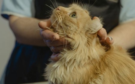 5 Expert Tips for Stress-Free Cat Grooming in Abu Dhabi
