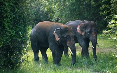 Explore the Majestic Wildlife Sanctuary in Odisha Today