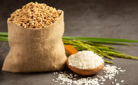 Detailed Analysis for Setting up a Fortified Rice Manufacturing Plant | Report by IMARC Group