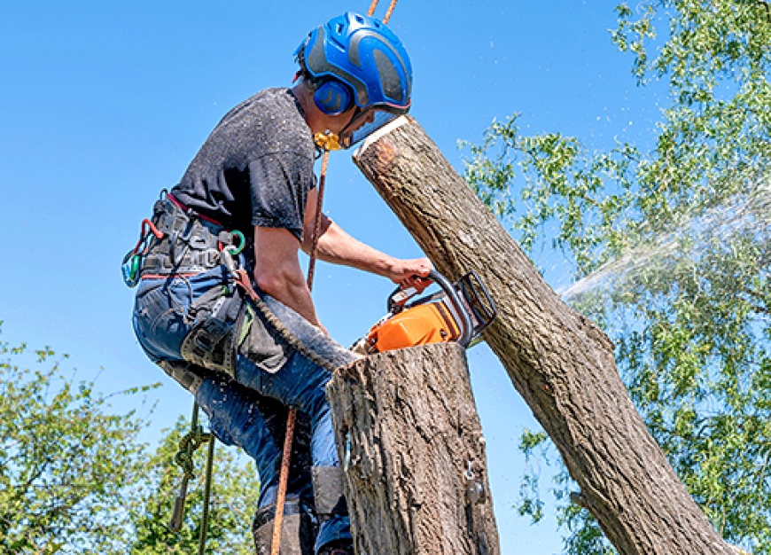 Tree Trimming Services La Marque, TX