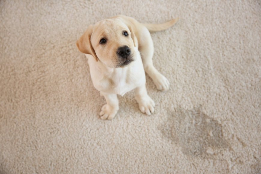 Pet Stain Removal Company Denver, CO