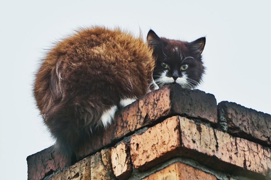 Why Chimney Animal Removal Is a Must for Hamilton Homes