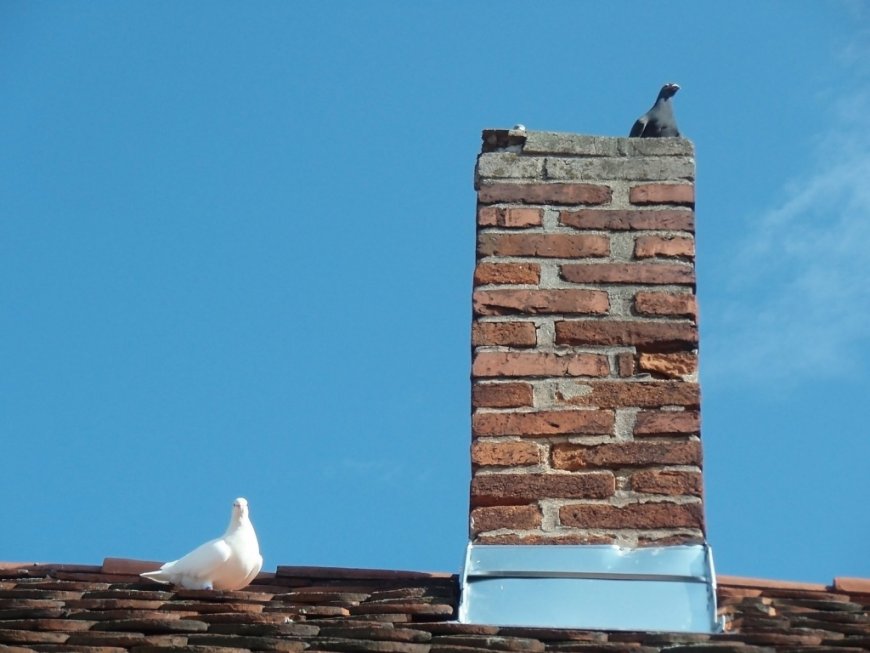 Why Chimney Animal Removal Is Crucial for Cape Coral Homes