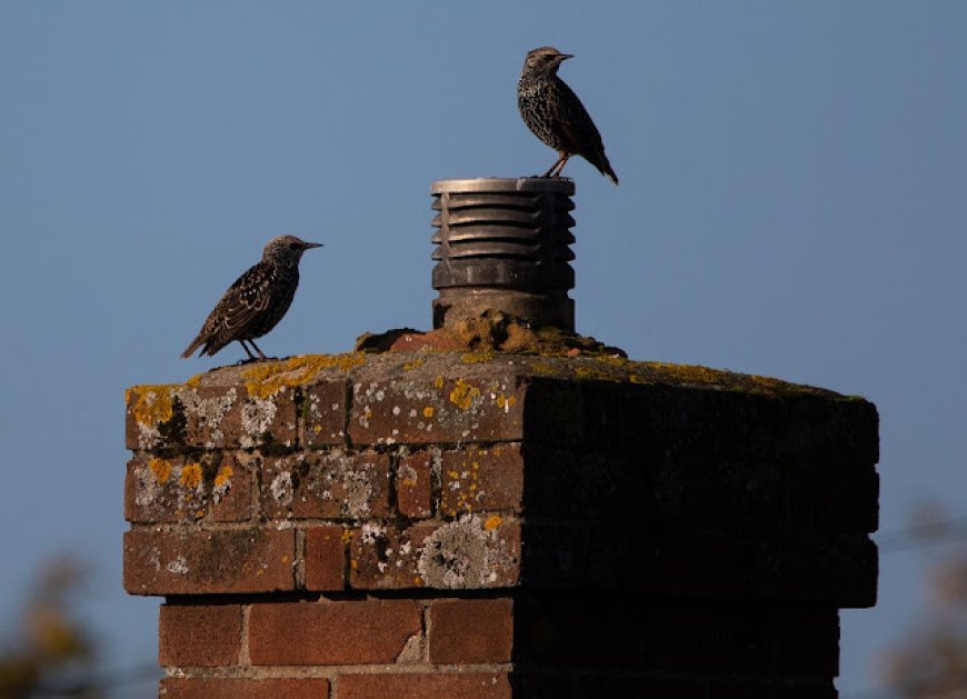 Why Timely Chimney Animal Removal Protects Silverdale Families