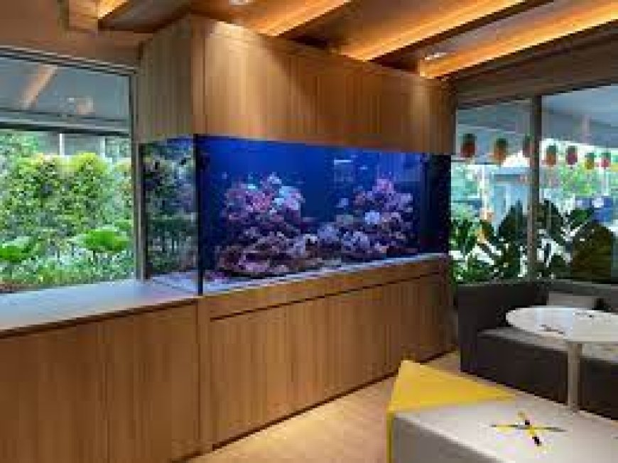 Everything To Know About Marine Fish Tanks, Personal Aquariums