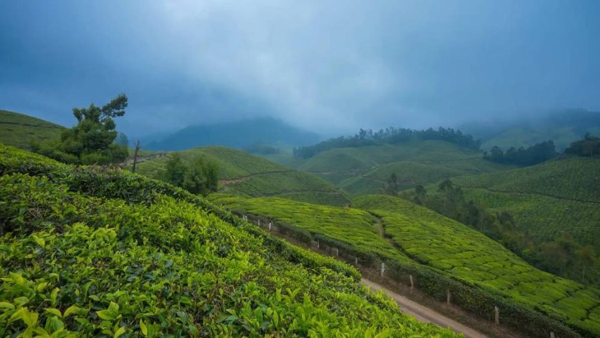 Munnar Magic: A Journey Through Kerala’s Misty Mountains