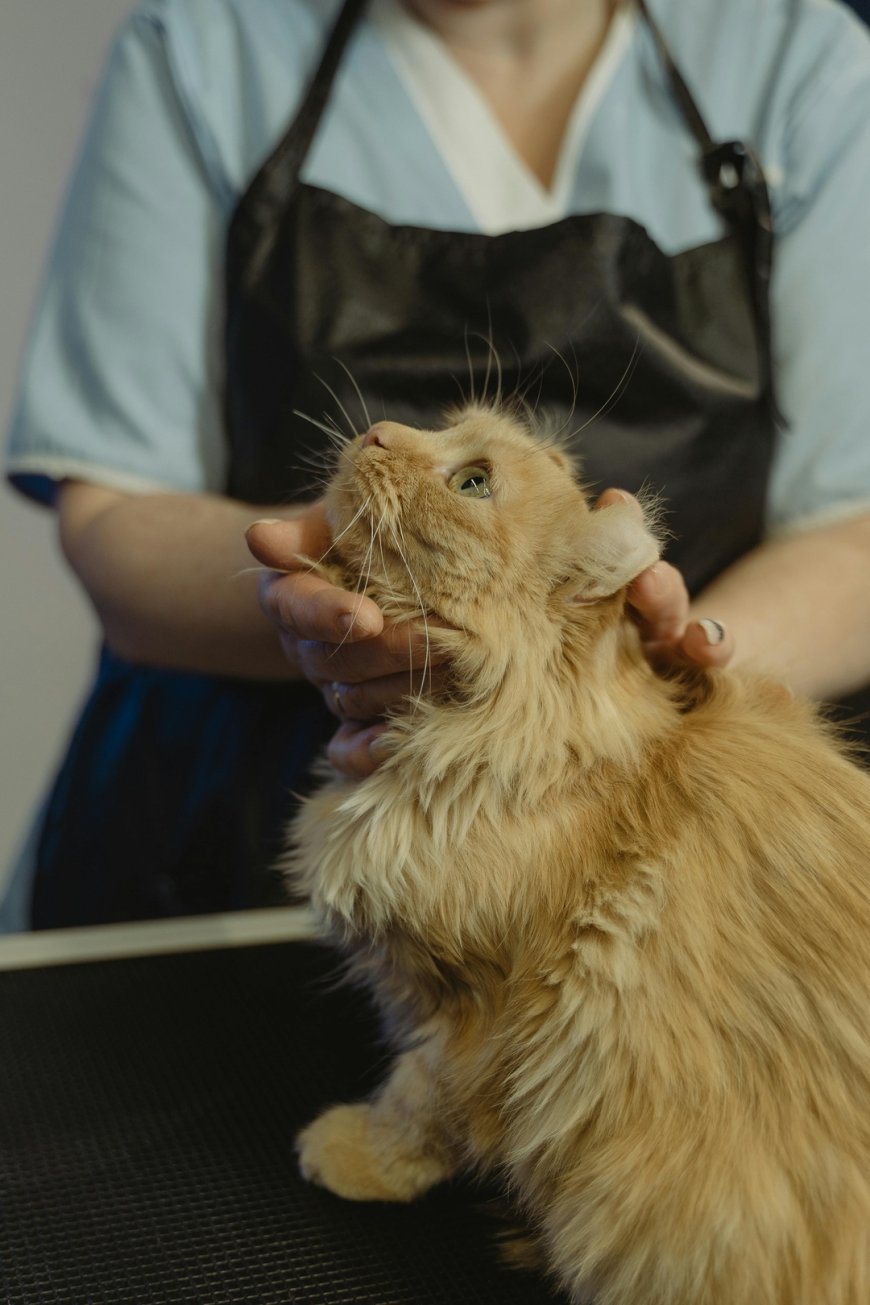 5 Expert Tips for Stress-Free Cat Grooming in Abu Dhabi