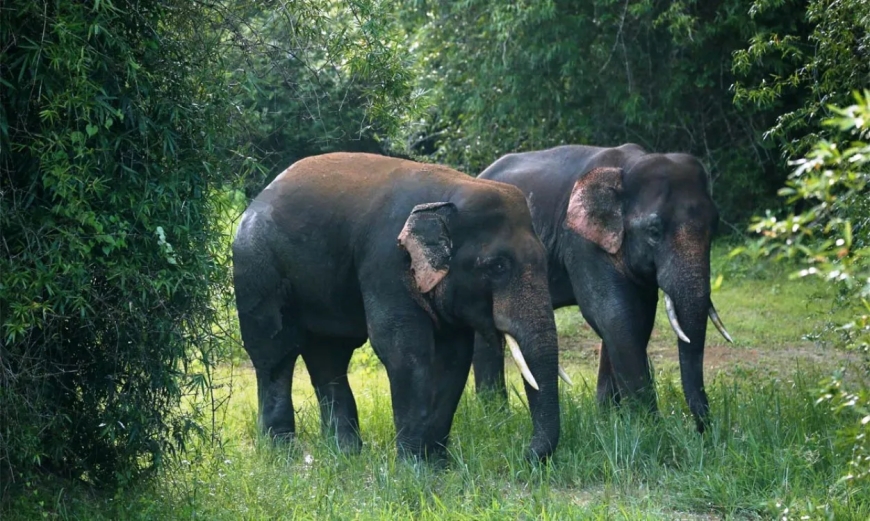Explore the Majestic Wildlife Sanctuary in Odisha Today